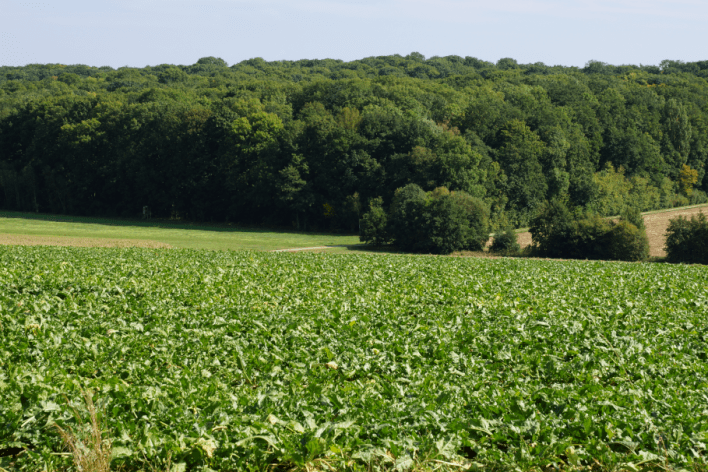 Zuckerrübenfeld