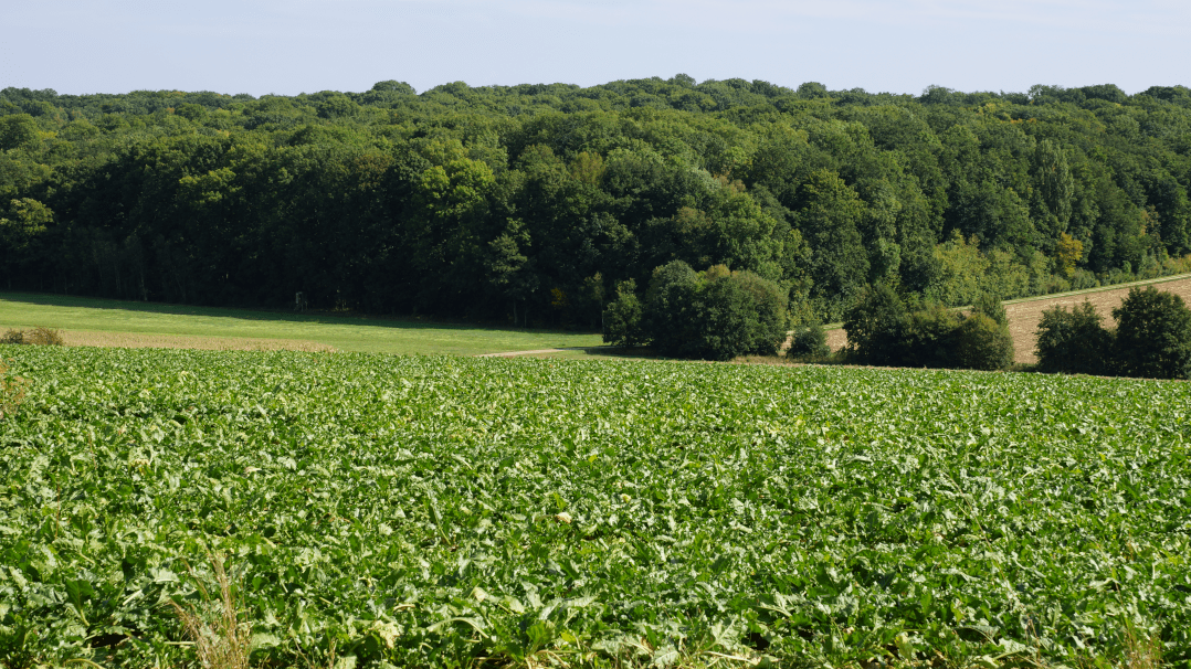 Zuckerrübenfeld