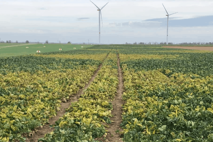 Vergilbung auf Rübenfeld