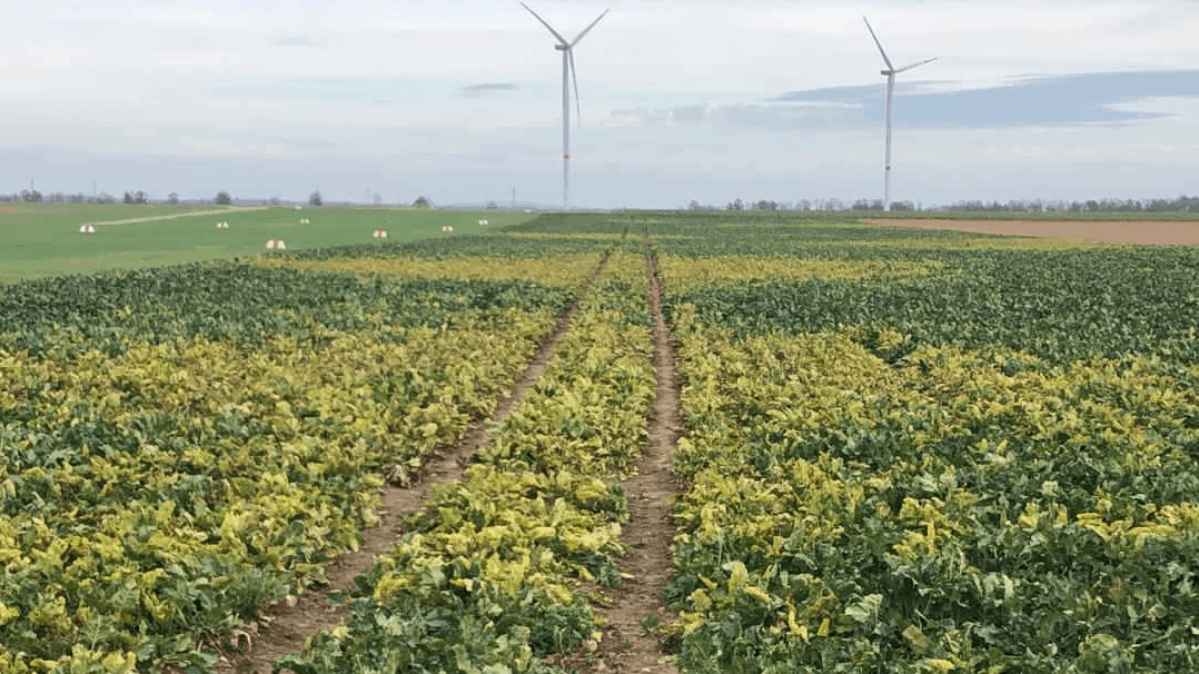 Vergilbung auf Rübenfeld