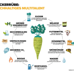 Infografik Potentielle und aktuelle Produkte aus der Zuckerrübe