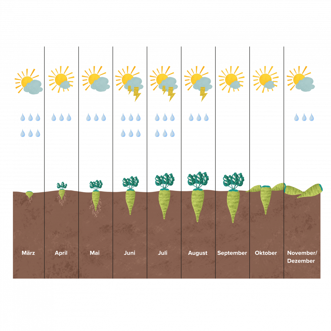 Grafik Wachstum Zuckerrübe